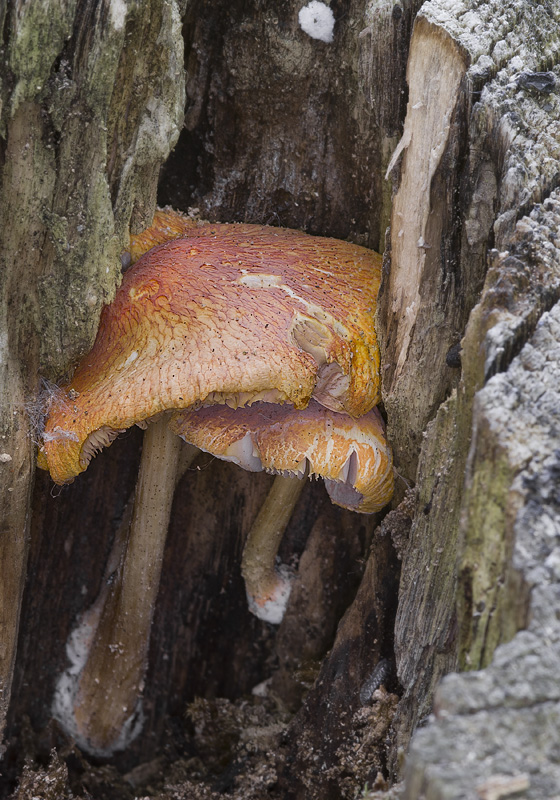 Pluteus aurantiorugosus